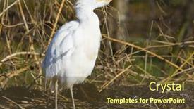  Presentation with breeding - Beautiful PPT theme featuring storks breeding centre de reintroduction des cigognes hunawihr alsace france backdrop and a tawny brown colored foreground