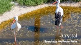  Presentation with village - Audience pleasing PPT layouts consisting of storks-near-village-hortobagy-np backdrop and a tawny brown colored foreground