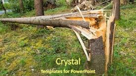  Presentation with storm damage - Beautiful slide deck featuring storm damage fallen trees backdrop and a tawny brown colored foreground