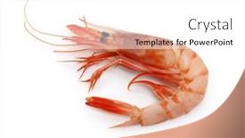  Presentation with shrimp - Presentation design with stout-red-shrimp-aristeus-virilis background and a white colored foreground