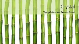  Presentation with bamboo cartoon - Beautiful presentation theme featuring straight lines square - bamboo background backdrop and a yellow colored foreground