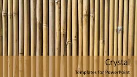  Presentation with textured natural bamboo fence - Cool new slides with straight lines square - bamboo fence background backdrop and a gold colored foreground