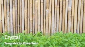  Presentation with bamboo - Cool new PPT layouts with straight lines square - bamboo fence backdrop and a  colored foreground