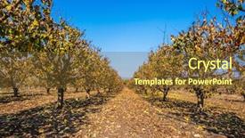  Presentation with fruit trees - Theme with straight rows of fruit trees surrounds lake hula the reserve of migratory birds in the upper galilee background and a tawny brown colored foreground
