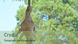  Presentation with makro leaves - Audience pleasing slides consisting of strained food - giraffe stretches out to reach backdrop and a  colored foreground