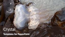  Presentation with jellyfish - Cool new presentation design with stranded-big-jellyfish-between-brown backdrop and a tawny brown colored foreground