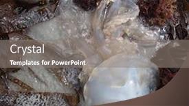  Presentation with jellyfish - Slides with stranded-big-jellyfish-between-brown background and a gray colored foreground