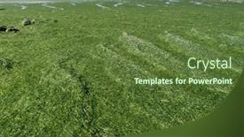  Presentation with coast - Beautiful PPT theme featuring stranded-green-seaweeds-overgrowth backdrop and a tawny brown colored foreground