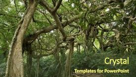  Presentation with stretch - Cool new slide deck with strange big tree with many backdrop and a  colored foreground