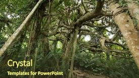  Presentation with stretch - Amazing slide set having strange big tree with many backdrop and a  colored foreground