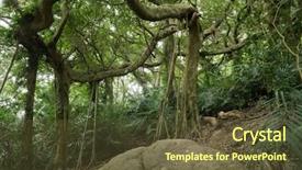  Presentation with stretch - Theme consisting of strange big tree with many background and a  colored foreground