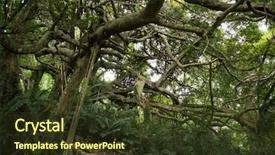  Presentation with stretch - Cool new slides with strange big tree with many backdrop and a  colored foreground