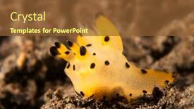  Presentation with yellow orange - Presentation theme featuring strange-looking-orange-and-yellow background and a tawny brown colored foreground