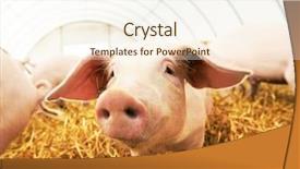  Presentation with breeding - Presentation consisting of straw at pig breeding farm background and a cream colored foreground