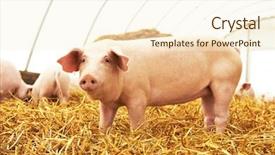  Presentation with pig farm - PPT layouts enhanced with straw at pig breeding farm background and a cream colored foreground