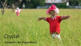  Presentation with rice field - Colorful slides enhanced with straw scarecrow in rice field backdrop and a yellow colored foreground