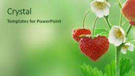  Presentation with clouds in heart shape - Slide set having strawberries in shape background and a mint green colored foreground