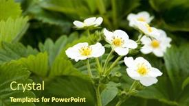  Presentation with strawberry - Presentation theme having strawberry-blossom background and a tawny brown colored foreground