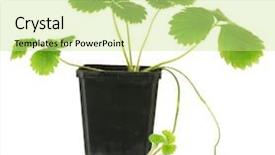  Presentation with white flowers of jasmine - Presentation design consisting of strawberry bush in flowerpot isolated background and a soft green colored foreground