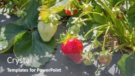  Presentation with strawberry - Beautiful PPT layouts featuring strawberry closeup on a plantation backdrop and a gray colored foreground