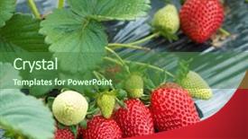  Presentation with strawberry - Audience pleasing presentation theme consisting of strawberry farm backdrop and a forest green colored foreground