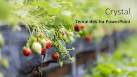  Presentation with strawberry - Slide set consisting of strawberry-field-in-miaoli background and a yellow colored foreground