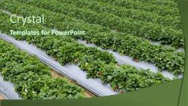  Presentation with strawberry - Presentation theme featuring strawberry-field-in-miaoli background and a tawny brown colored foreground