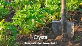  Presentation with soil shovel in the garden - Amazing slides having strawberry field with cultivated soil backdrop and a tawny brown colored foreground