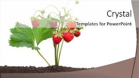 Presentation with soil - PPT theme enhanced with strawberry growing background and a white colored foreground