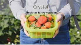  Presentation with harvest - Slides with strawberry harvest in field background and a light gray colored foreground