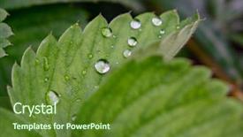 Presentation with water leaf - Colorful theme enhanced with strawberry leaf with clean water backdrop and a tawny brown colored foreground