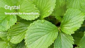  Presentation with water plant - Amazing PPT theme having strawberry leaves with drops backdrop and a shamrock green colored foreground