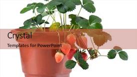  Presentation with brown sugar isolated on white - Cool new slides with strawberry plant - potted strawberries isolated on white backdrop and a red colored foreground