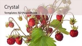  Presentation with stem - Audience pleasing presentation design consisting of strawberry plant - wild strawberries on stem isolated backdrop and a  colored foreground