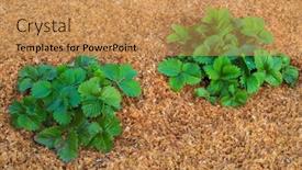  Presentation with plantation - Amazing theme having strawberry-plantation-grow-grown backdrop and a coral colored foreground