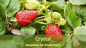  Presentation with plant harvest - PPT theme enhanced with strawberry plants already ripe background and a tawny brown colored foreground