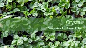  Presentation with soil - Slides enhanced with strawberry-seedlings-sprouting-up background and a forest green colored foreground