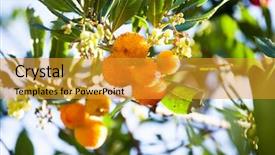  Presentation with strawberry - Amazing presentation having biodiversity health - strawberry tree arbutus unedo backdrop and a gold colored foreground