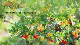  Presentation with strawberry - Amazing PPT layouts having strawberry tree arbutus backdrop and a yellow colored foreground