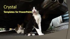  Presentation with hide - Presentation consisting of stray-black-and-white-cat background and a wine colored foreground