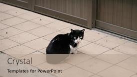  Presentation with wait - Audience pleasing presentation consisting of stray-black-and-white-cat backdrop and a coral colored foreground