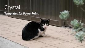  Presentation with wait - Presentation having stray-black-and-white-cat background and a  colored foreground