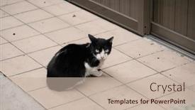  Presentation with wait - Presentation design having stray-black-and-white-cat background and a mint green colored foreground