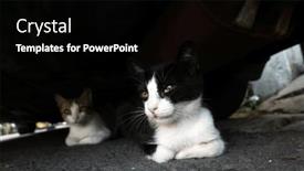  Presentation with hide - Presentation theme having stray-black-and-white-cat background and a black colored foreground