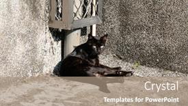  Presentation with cat - Slides consisting of stray-black-cat-sit background and a coral colored foreground