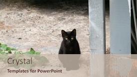  Presentation with cat - Slide deck having stray-black-cat-sit background and a  colored foreground