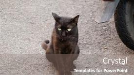  Presentation with wait - PPT theme featuring stray-black-cat-sit background and a  colored foreground