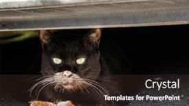  Presentation with cat - Slide set having stray-black-cat-under background and a wine colored foreground