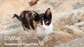  Presentation with cat - PPT layouts consisting of stray cat black and brown background and a coral colored foreground