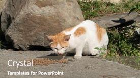  Presentation with food city - Presentation design having stray-cat-eat-food background and a gray colored foreground